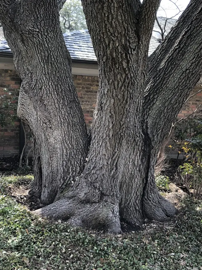 Mature heritage tree close to a East Calais property cared for by certified arborists