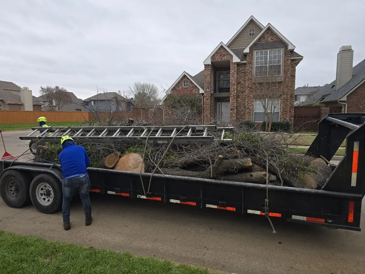 Expert Tree Removal with proper safety equipment in East Calais
